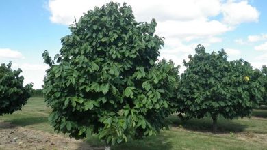 Photo of Asimina triloba