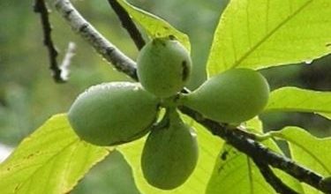 Photo of Asimina – Asimina triloba