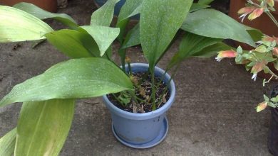 Photo of Aspidistra