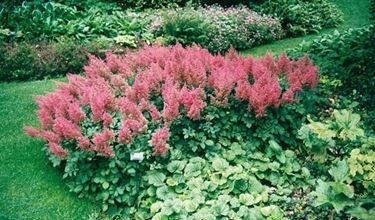 Photo of Astilbe