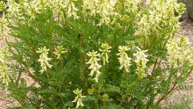 Photo of Astragalus: propriedades, benefícios e usos Medicinais