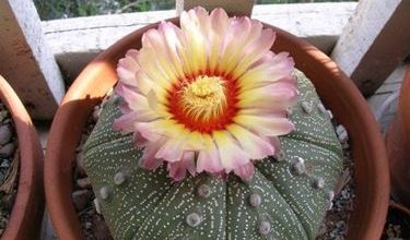 Photo of Astrophytum