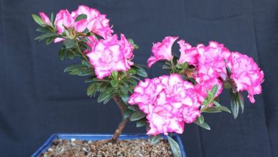 Photo of Azalea bonsai