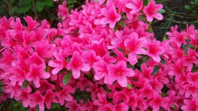 Photo of Azalea japonica