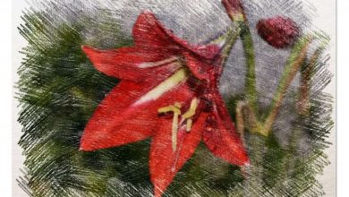 Photo of Lírios em Seu planta como jardim OU Pomar: [Guia completa]