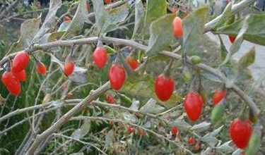 Photo of Bacche di goji benefici