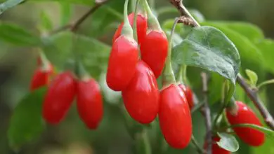 Photo of Cultivo de Goji berries