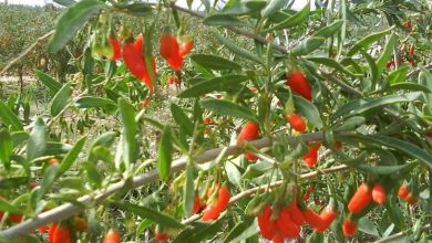 Photo of goji berries