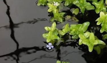 Photo of Bacopa