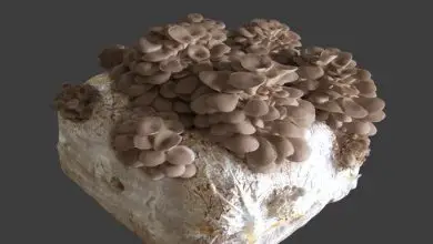 Photo of Fardos de cogumelos