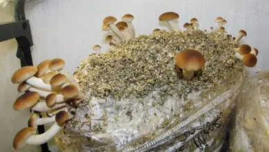 Photo of Fardos de cogumelos