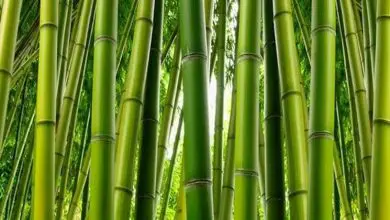 Photo of Planta de bambu