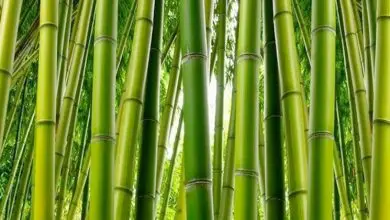 Photo of Cultivo de bambu