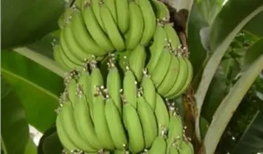 Photo of Banana – Musa acuminata