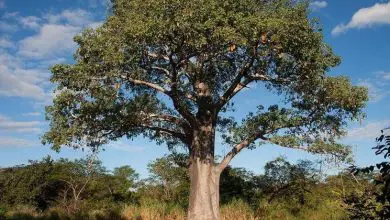 Photo of Árvore baobá