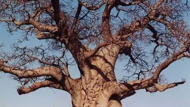 Photo of Planta baobá