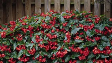 Photo of Begonia Dragon