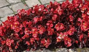 Photo of Begonia semperflorens
