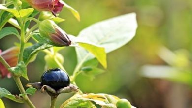 Photo of Beladona: usos de plantas medicinais como terapêutica para ser Prune venenoso