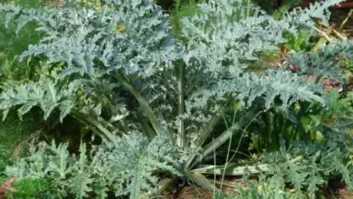 Photo of Cardo, propriedades e nutricionais lucro líquido fazer consumo de vegetais Deste