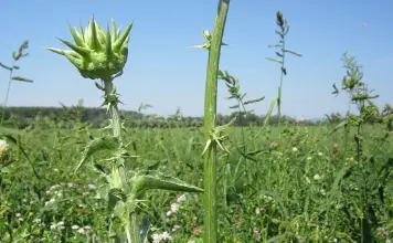 Photo of Milk Thistle, propriedades e planta medicinal Desta lucro líquido