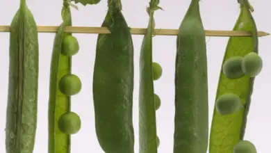 Photo of benefícios nutricionais e propriedades das ervilhas