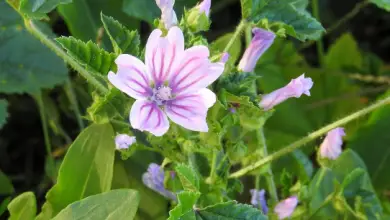 Photo of Malva, Medicinais propriedades, benefícios e usos em Remedios caseiros