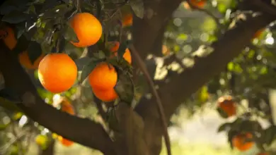 Photo of Laranjas, nutricionais propriedades e benefícios para a Saúde