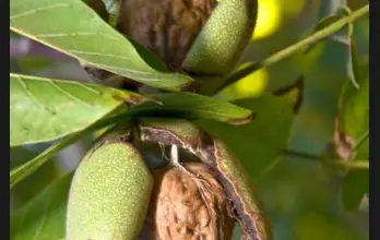 Photo of Nutricionais Propriedades das nozes