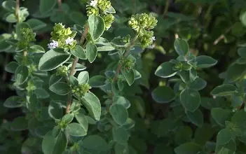 Photo of Orégano: propriedades, benefícios e plantas medicinais utilizações DESTA