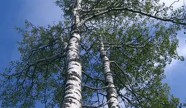 Photo of Seiva Betula, propriedades e benefícios para Saúde