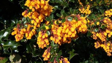 Photo of Berberis