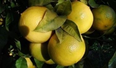 Photo of Bergamota – Citrus bergamia