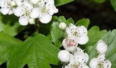 Photo of Hawthorn – Crataegus