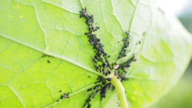 Photo of Erros nas folhas das plantas. O que são e como removê-los?