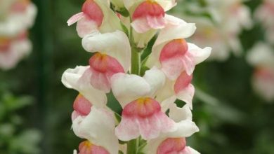 Photo of Flores Snapdragons