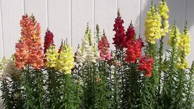 Photo of Snapdragons