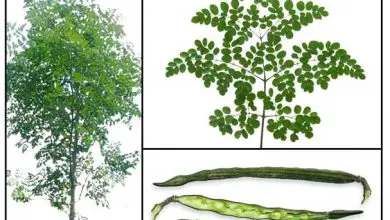 Photo of Moringa, a árvore da vida e suas muitas propriedades medicinais e nutricionais