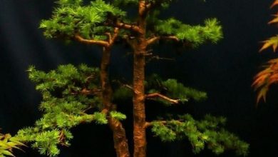 Photo of Abeto Bonsai