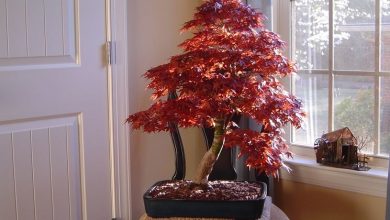 Photo of Bordo vermelho bonsai, dicas de cuidados