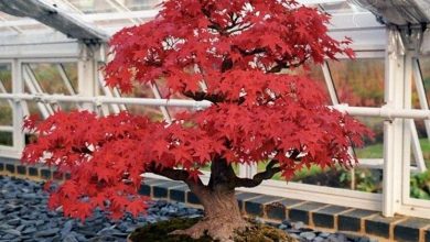 Photo of Bonsai de bordo vermelho