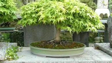 Photo of Bordo bonsai