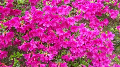 Photo of Azalea bonsai