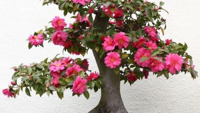 Photo of Bonsai camélia