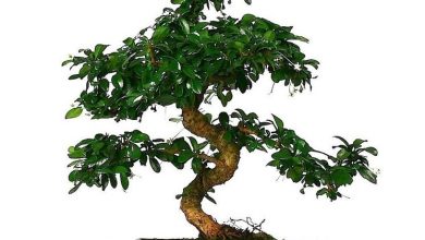 Photo of Carmona bonsai
