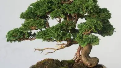 Photo of Cipreste bonsai