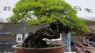 Photo of Clube de bonsai