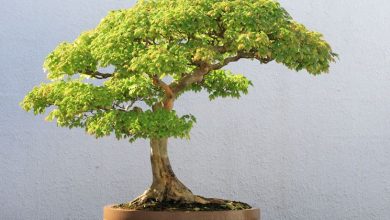 Photo of Bonsai care