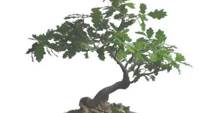 Photo of Carvalho bonsai