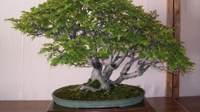 Photo of Bonsai de faia